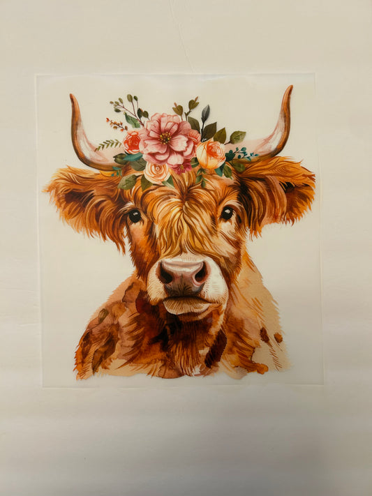 Highland Cow